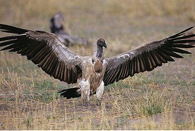 Steam免费送出太空策略建造游戏《火星求生》